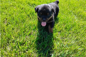 Paisley - Rottweiler for sale