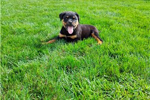 Porter - Rottweiler for sale