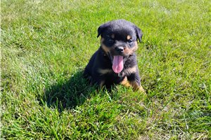 Panda - Rottweiler for sale