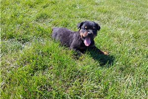Pluto - Rottweiler for sale