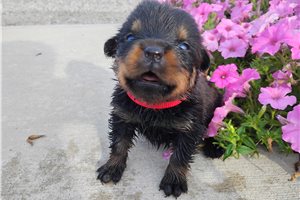 Pippa - Rottweiler for sale