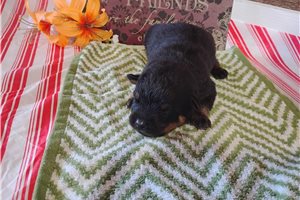 Pumpernickel - puppy for sale