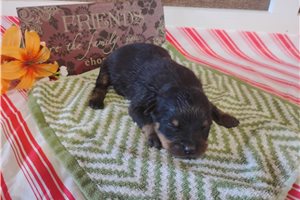 Picasso - Rottweiler for sale