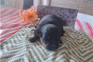 Penelope - puppy for sale