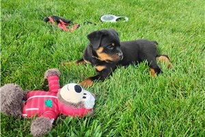 Pluto, a Rottweiler puppy