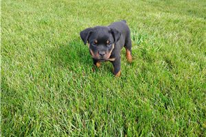 Pluto - Rottweiler for sale