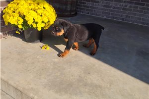 Porter - Rottweiler for sale