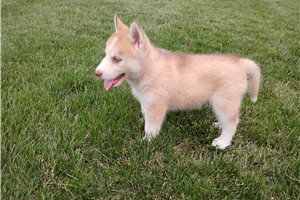 Nancy - Siberian Husky for sale