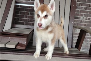 Nole - Siberian Husky for sale