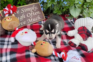 Nikolai - Siberian Husky for sale