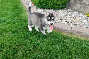 Katya - Siberian Husky for sale