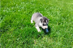 Kesha - Siberian Husky for sale