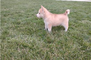 Nancy - Siberian Husky for sale
