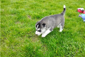 Kesha - Siberian Husky for sale