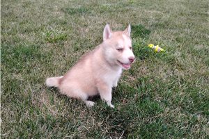 Nancy - Siberian Husky for sale