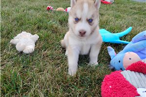Nancy - Siberian Husky for sale