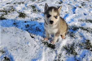 Avery - puppy for sale
