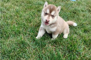 Nathaniel - Siberian Husky for sale