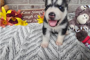 Nigel - Siberian Husky for sale