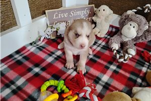 Nancy - Siberian Husky for sale
