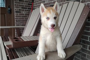 Nancy - Siberian Husky for sale
