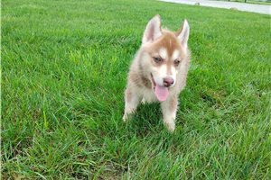 Nathaniel - Siberian Husky for sale