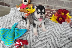 Nyla - Siberian Husky for sale