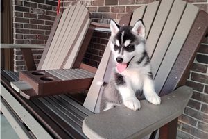 Katya - Siberian Husky for sale