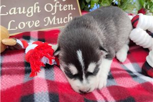 Katya - Siberian Husky for sale