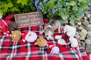 Liliya - Siberian Husky for sale