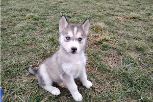 Aurora - Siberian Husky for sale
