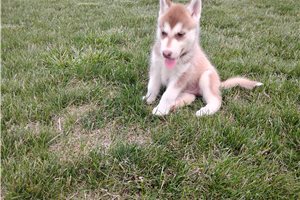Nole - Siberian Husky for sale