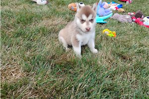 Nole - Siberian Husky for sale