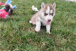 Nick - Siberian Husky for sale