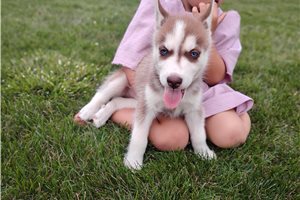 Nick - Siberian Husky for sale