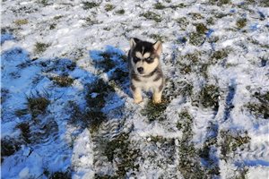 Alexander - Siberian Husky for sale