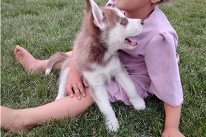 Nick - Siberian Husky for sale