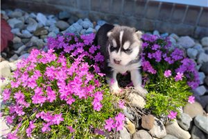 Katya - Siberian Husky for sale