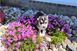 Katya - Siberian Husky for sale