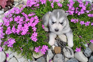 Ivan - Siberian Husky for sale