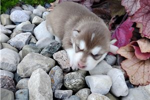 Nathaniel - Siberian Husky for sale