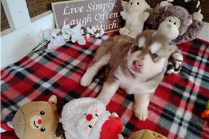 Nathaniel - Siberian Husky for sale