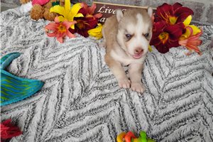 Nancy - Siberian Husky for sale
