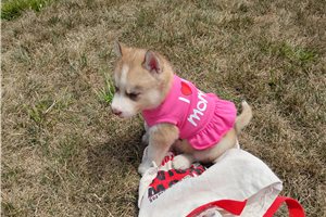 Nancy - Siberian Husky for sale