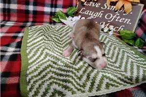 Nancy - puppy for sale