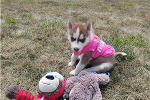 Nick - Siberian Husky for sale
