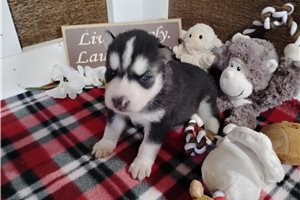Nigel - Siberian Husky for sale