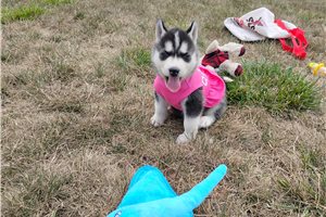 Nigel - Siberian Husky for sale
