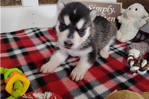 Nyla - Siberian Husky for sale