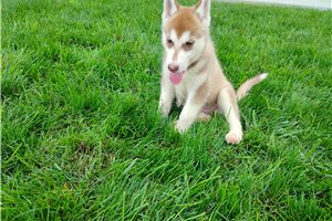 Nole - Siberian Husky for sale